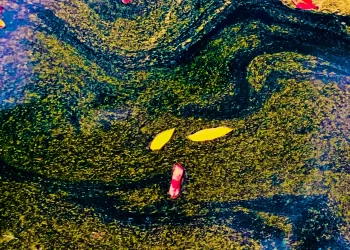 Las formas del agua
